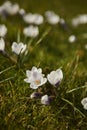 Beautiful spring background with close up of a group of blooming purple and white crocus flowers on a meadow. Royalty Free Stock Photo