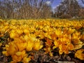 Beautiful spring background with close-up of a group of blooming yellow crocus flowers in spring garden Royalty Free Stock Photo