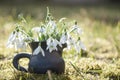 Beautiful spring background with closeup of snowdrops in small handmade vase of black pottery in sunlight Royalty Free Stock Photo