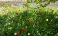 Beautiful spring background of colorful tulips on the bank of a stream Royalty Free Stock Photo