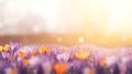 Beautiful spring background, copy space. Crocuses are blooming Royalty Free Stock Photo