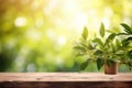 Beautiful Spring Background Featuring Green, Juicy Young Foliage And Empty Wooden Table In Outdoor N Royalty Free Stock Photo