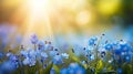 Beautiful spring background featuring vibrant forget me not flowers in full bloom Royalty Free Stock Photo