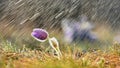 Beautiful spring background with flower and rain. Pasque flower and sun with a natural colored background. Pulsatilla grandis Royalty Free Stock Photo