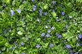 Beautiful spring background from forest plant with blue flowers and green leaves Royalty Free Stock Photo