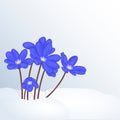 Beautiful spring background with Hepatica Nobilis in snow for congratulations with spring or Womens Day. Holiday poster