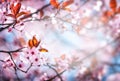 Beautiful spring background with pink cherry blossoms and light Royalty Free Stock Photo