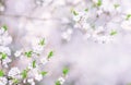 Beautiful spring background , postcards with blooming cherries and Apple trees. Delicate color white Royalty Free Stock Photo
