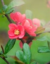 Beautiful spring background with red flower of Chaenomeles japonica. Close-up. Selective focus Royalty Free Stock Photo