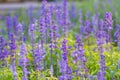 Beautiful spring background with Salvia farinacea Benth.