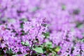 Beautiful spring background with Salvia farinacea Benth.