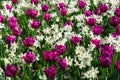 Beautiful spring background, texture of a large number of flower
