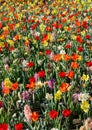 Beautiful spring background, texture of a large number of flower