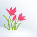 Beautiful spring background with Tulipa in snow for congratulations with spring or Womens Day. Holiday poster or placard