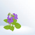 Beautiful spring background with Viola Odorata in snow for congratulations with spring or Womens Day.