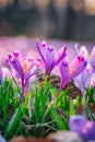 Beautiful spring background, violet crocus or saffron flowers in nature Royalty Free Stock Photo