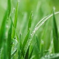 Beautiful spring background with water drops on grass Royalty Free Stock Photo