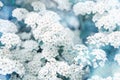 Beautiful spring background with white spirea flowers. Holiday backdrop with blue and light blurred