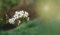 Beautiful spring background with whity flowers of cherry tree blossoms in the early spring Royalty Free Stock Photo