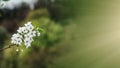 Beautiful spring background with whity flowers of cherry tree blossoms in the early spring Royalty Free Stock Photo