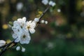 Beautiful spring background with whity flowers of cherry tree blossoms in the early spring Royalty Free Stock Photo