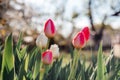 Beautiful spring background with yellow and red tulips against white blossomy cherry trees