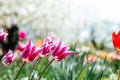 Beautiful spring background with yellow and red tulips against white blossomy cherry trees