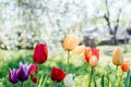 Beautiful spring background with yellow and red tulips against white blossomy cherry trees Royalty Free Stock Photo