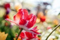 Beautiful spring background with yellow and red tulips against white blossomy cherry trees