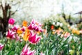 Beautiful spring background with yellow and red tulips against white blossomy cherry trees