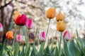 Beautiful spring background with yellow and red tulips against white blossomy cherry trees