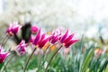 Beautiful spring background with yellow and red tulips against white blossomy cherry trees