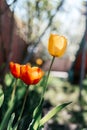 Beautiful spring background with yellow and red tulips against white blossomy cherry trees Royalty Free Stock Photo