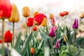 Beautiful spring background with yellow and red tulips against white blossomy cherry trees