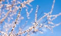 Beautiful spring banner. A blooming branch with white flowers on a blue sky background with space for text Royalty Free Stock Photo