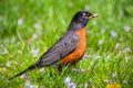 Beautiful spring bird American robin eating an earthworm in spring time on a green grass. Birdwaching in North America