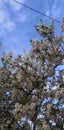 Beautiful spring ble sky and some pretty sakura