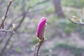 Beautiful spring bloom for magnolia trees pink flowers Royalty Free Stock Photo