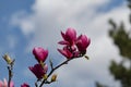 Beautiful spring bloom for magnolia trees pink flowers Royalty Free Stock Photo