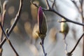 Beautiful spring bloom for magnolia trees pink flowers Royalty Free Stock Photo