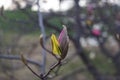 Beautiful spring bloom for magnolia trees pink flowers Royalty Free Stock Photo