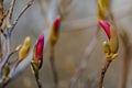 Beautiful spring bloom for magnolia trees pink flowers Royalty Free Stock Photo