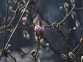 Beautiful spring bloom for magnolia trees pink flowers Royalty Free Stock Photo