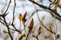 Beautiful spring bloom for magnolia trees pink flowers