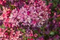 Beautiful spring bloom of pink sakura. Bright cherry blossoms and delicate greens in the background. Royalty Free Stock Photo