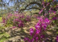 Beautiful spring bloom under oak trees. Royalty Free Stock Photo
