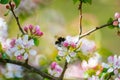 Beautiful spring blooming, bumblebee picking pollen