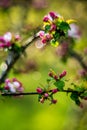 Beautiful spring blooming background of pink blooms of apple tree