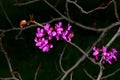 Beautiful Spring . Blooming cercis. First flowering trees