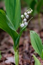 Beautiful spring blooming lilies of the valley with drops of flowers dew